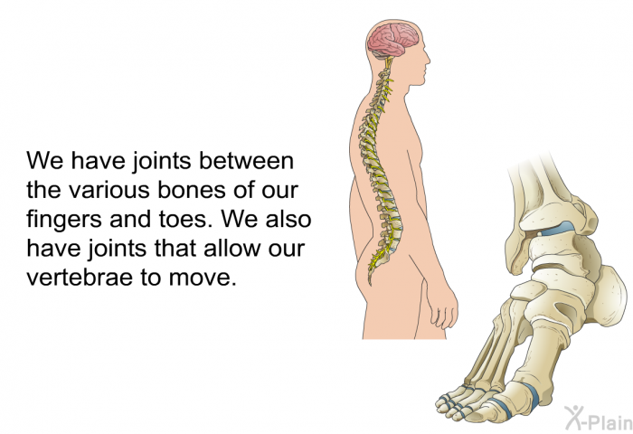 We have joints between the various bones of our fingers and toes. We also have joints that allow our vertebrae to move.