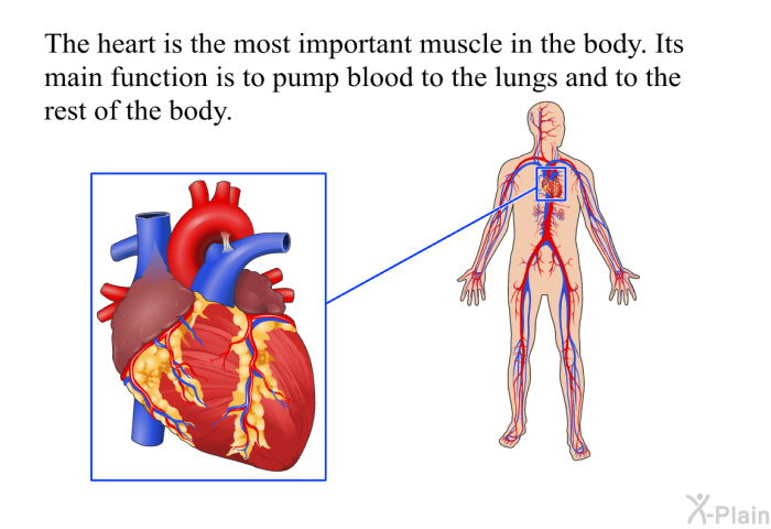 The heart is the most important muscle in the body. Its main function is to pump blood to the lungs and to the rest of the body.