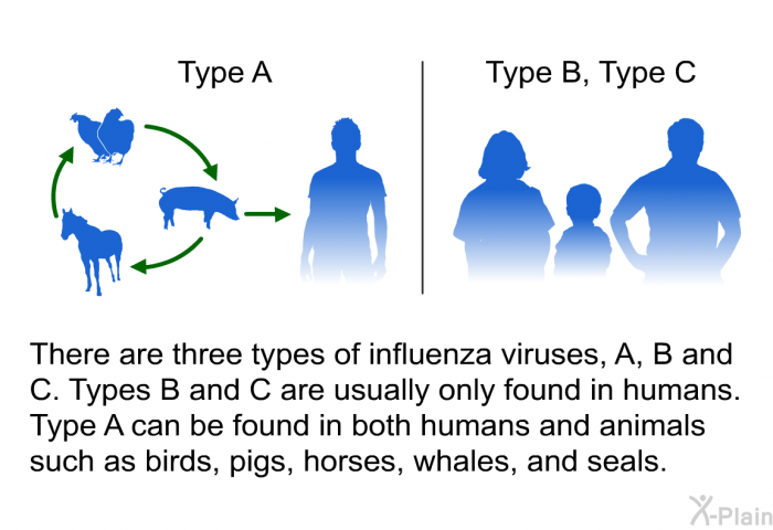 There are three types of influenza viruses, A, B and C. Types B and C are usually only found in humans. Type A can be found in both humans and animals such as birds, pigs, horses, whales, and seals.