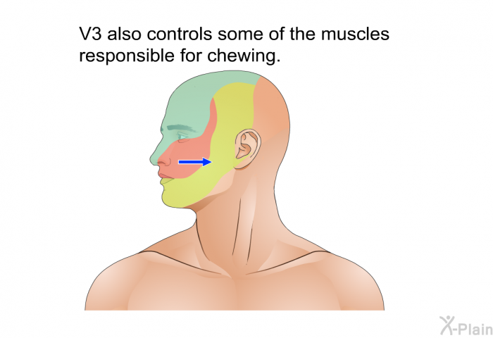 V3 also controls some of the muscles responsible for chewing.