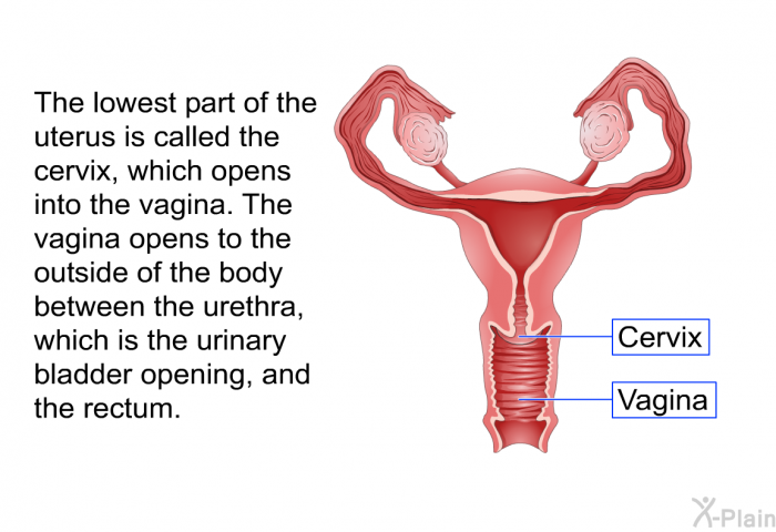 The lowest part of the uterus is called the cervix, which opens into the vagina. The vagina opens to the outside of the body between the urethra, which is the urinary bladder opening, and the rectum.