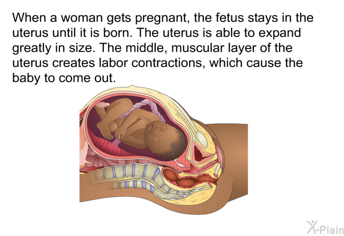 When a woman gets pregnant, the fetus stays in the uterus until it is born. The uterus is able to expand greatly in size. The middle, muscular layer of the uterus creates labor contractions, which cause the baby to come out.