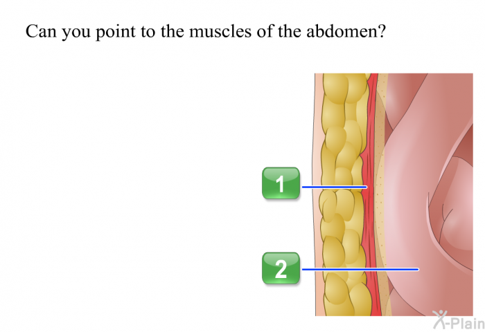 Can you point to the muscles of the abdomen?