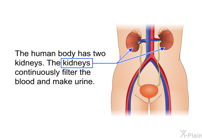 The human body has two kidneys. The kidneys continuously filter the blood and make urine.