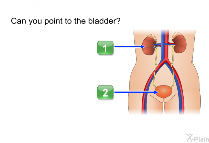 Can you point to the bladder?