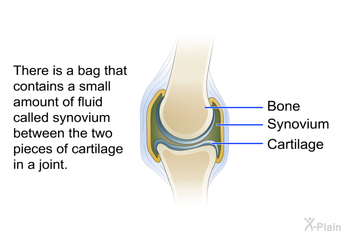 There is a bag that contains a small amount of fluid called synovium between the two pieces of cartilage in a joint.