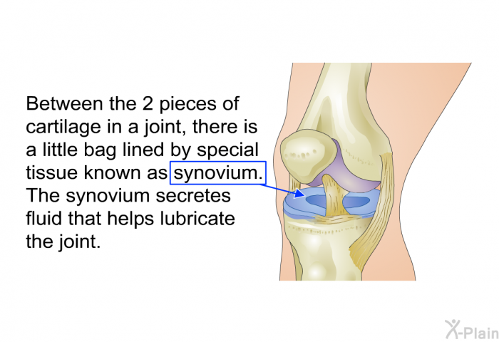 Between the 2 pieces of cartilage in a joint, there is a little bag lined by special tissue known as synovium. The synovium secretes fluid that helps lubricate the joint.