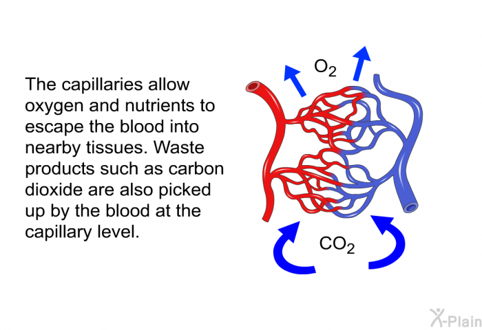 The capillaries allow oxygen and nutrients to escape the blood into nearby tissues. Waste products such as carbon dioxide are also picked up by the blood at the capillary level.