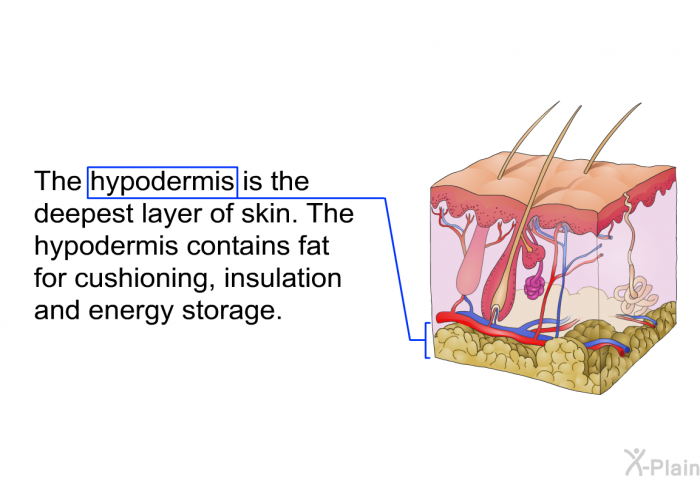 The hypodermis is the deepest layer of skin. The hypodermis contains fat for cushioning, insulation and energy storage.