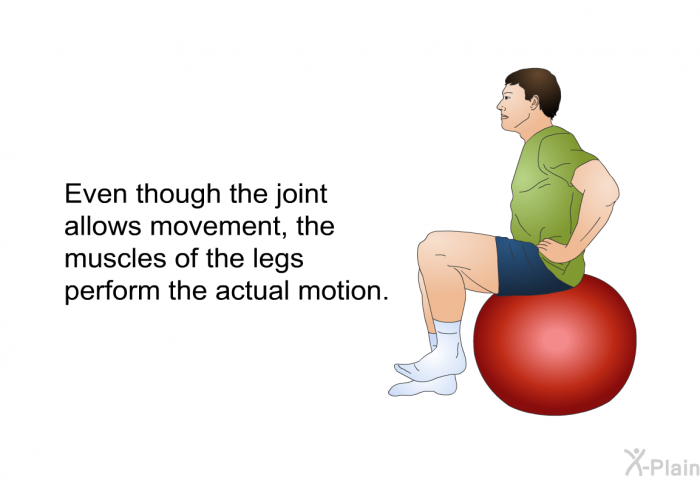 Even though the joint allows movement, the muscles of the legs perform the actual motion.