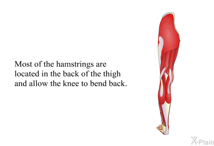 Most of the hamstrings are located in the back of the thigh and allow the knee to bend back.