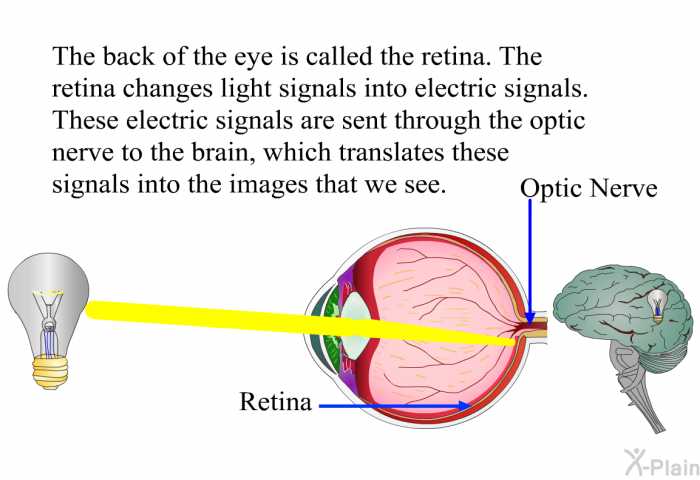 The back of the eye is called the retina. The retina changes light signals into electric signals. These electric signals are sent through the optic nerve to the brain, which translates these signals into the images that we see.