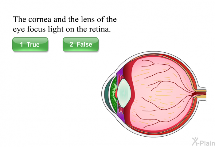 The cornea and the lens of the eye focus light on the retina. Press True or False.