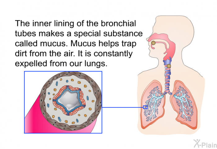 The inner lining of the bronchial tubes makes a special substance called mucus. Mucus helps trap dirt from the air. It is constantly expelled from our lungs.