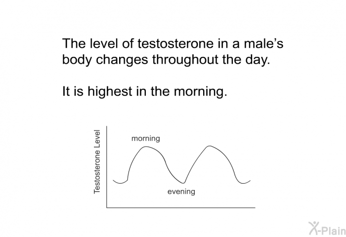 The level of testosterone in a male’s body changes throughout the day. It is highest in the morning.