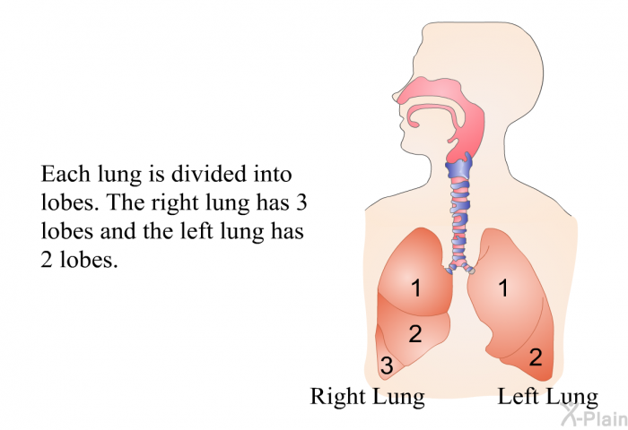 Each lung is divided into lobes. The right lung has 3 lobes and the left lung has 2 lobes.