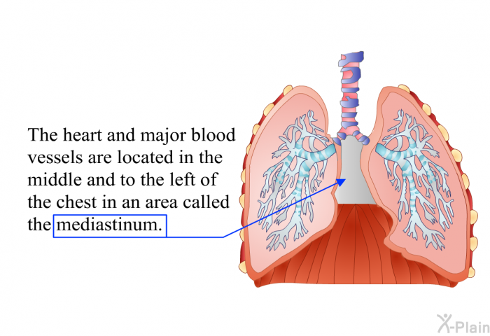 The heart and major blood vessels are located in the middle and to the left of the chest in an area called the mediastinum.