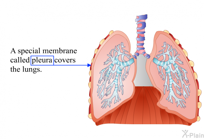 A special membrane called pleura covers the lungs.