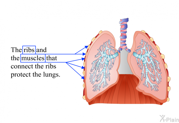 The ribs and the muscles that con­nect the ribs protect the lungs.