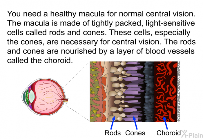 You need a healthy macula for normal central vision. The macula is made of tightly packed, light-sensitive cells called rods and cones. These cells, especially the cones, are necessary for central vision. The rods and cones are nourished by a layer of blood vessels called the choroid.