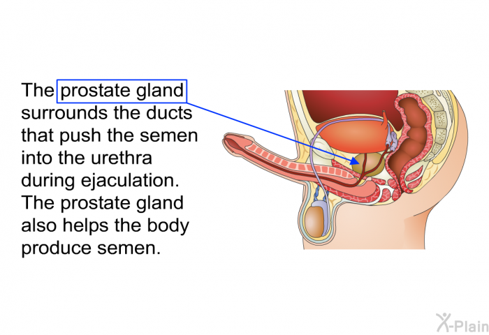 The prostate gland surrounds the ducts that push the semen into the urethra during ejaculation. The prostate gland also helps the body produce semen.