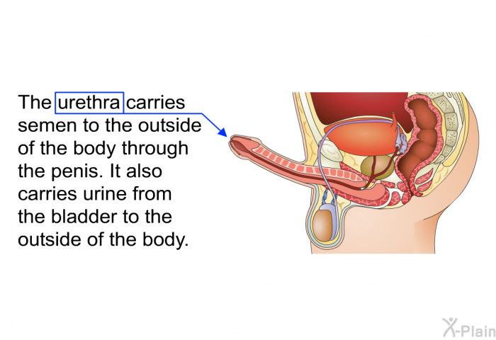 The urethra carries semen to the outside of the body through the penis. It also carries urine from the bladder to the outside of the body.