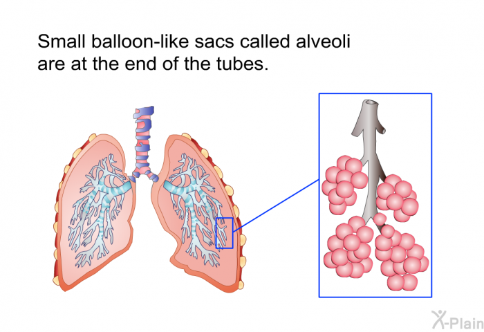 Small balloon-like sacs called alveoli are at the end of the tubes.