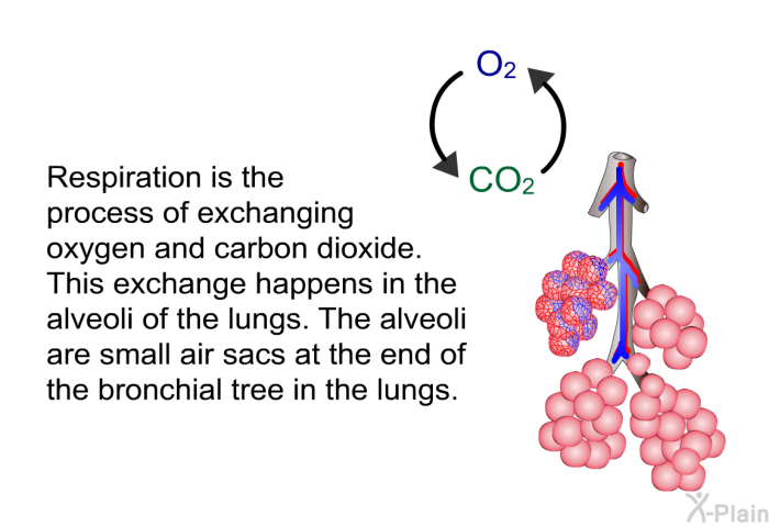 Respiration is the process of exchanging oxygen and carbon dioxide. This exchange happens in the alveoli of the lungs. The alveoli are small air sacs at the end of the bronchial tree in the lungs.