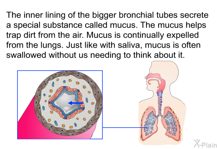 The inner lining of the bigger bronchial tubes secrete a special substance called mucus. The mucus helps trap dirt from the air. Mucus is continually expelled from the lungs. Just like with saliva, mucus is often swallowed without us needing to think about it.