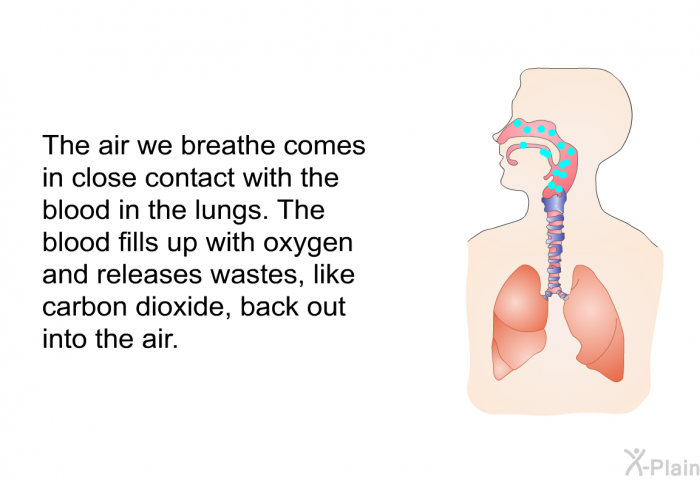 The air we breathe comes in close contact with the blood in the lungs. The blood fills up with oxygen and releases wastes, like carbon dioxide, back out into the air.