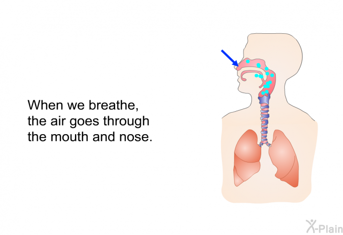 When we breathe, the air goes through the mouth and nose.