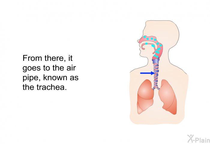 From there, it goes to the air pipe, known as the trachea.