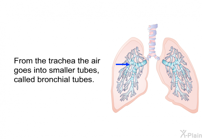 From the trachea the air goes into smaller tubes, called bronchial tubes.