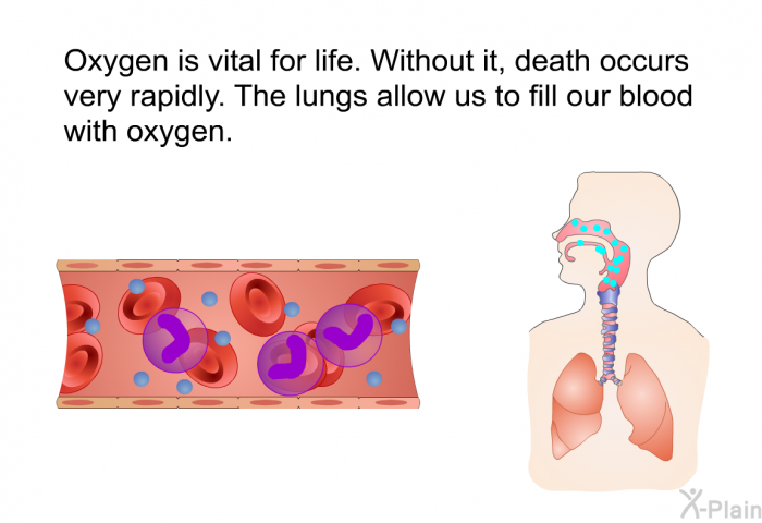 Oxygen is vital for life. Without it, death occurs very rapidly. The lungs allow us to fill our blood with oxygen.