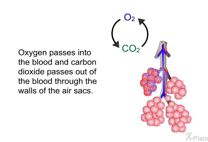 Oxygen passes into the blood and carbon dioxide passes out of the blood through the walls of the air sacs.