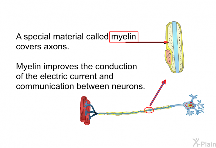 A special material called myelin covers axons. Myelin improves the conduction of the electric current and communication between neurons.