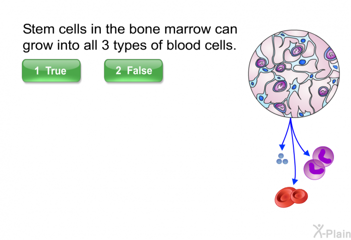 Stem cells in the bone marrow can grow into all 3 types of blood cells.