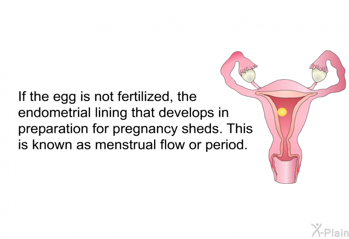 If the egg is not fertilized, the endometrial lining that develops in preparation for pregnancy sheds. This is known as menstrual flow or period.