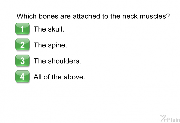 Which bones are attached to the neck muscles?  The skull. The spine. The shoulders. All of the above.