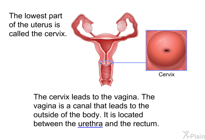 The lowest part of the uterus is called the cervix. The cervix leads to the vagina. The vagina is a canal that leads to the outside of the body. It is located between the urethra and the rectum.