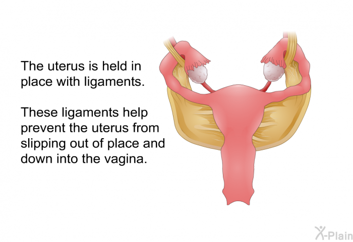 The uterus is held in place with ligaments. These ligaments help prevent the uterus from slipping out of place and down into the vagina.