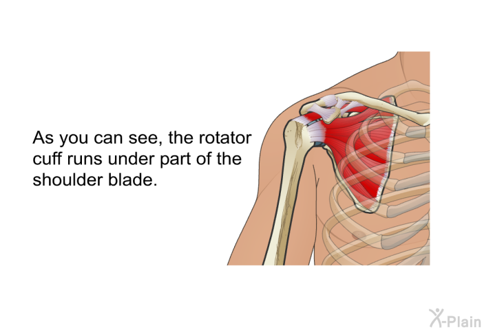 As you can see, the rotator cuff runs under part of the shoulder blade.