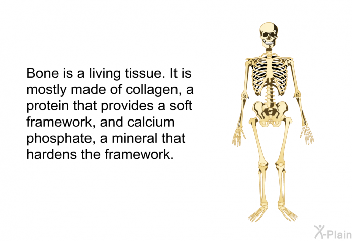 Bone is a living tissue. It is mostly made of collagen, a protein that provides a soft framework, and calcium phosphate, a mineral that hardens the framework.