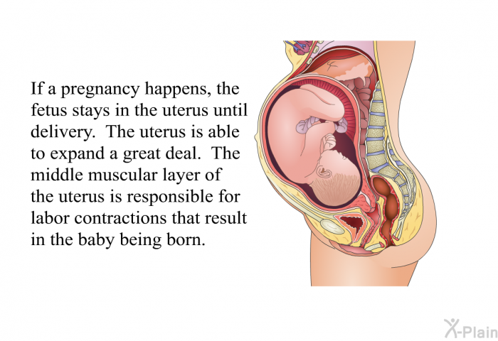 If a pregnancy happens, the fetus stays in the uterus until delivery. The uterus is able to expand a great deal. The middle muscular layer of the uterus is responsible for labor contractions that result in the baby being born.