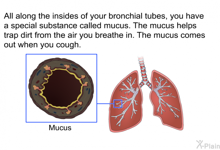 All along the insides of your bronchial tubes, you have a special substance called mucus. The mucus helps trap dirt from the air you breathe in. The mucus comes out when you cough.