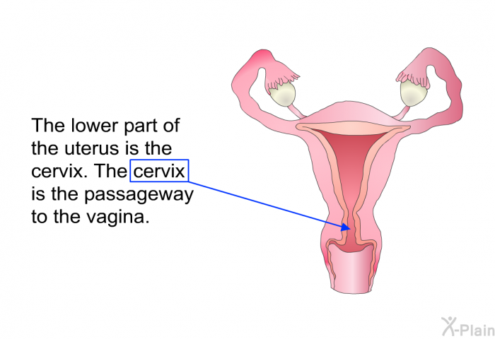 The lower part of the uterus is the cervix. The cervix is the passageway to the vagina.