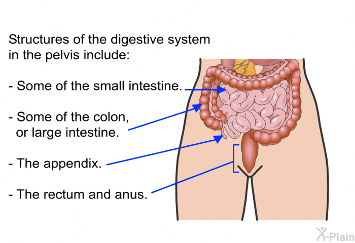 Structures of the digestive system in the pelvis include:  Some of the small intestine. Some of the colon, or large intestine. The appendix. The rectum and anus.