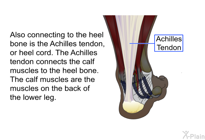 Also connecting to the heel bone is the Achilles tendon, or heel cord. The Achilles tendon connects the calf muscles to the heel bone. The calf muscles are the muscles on the back of the lower leg.