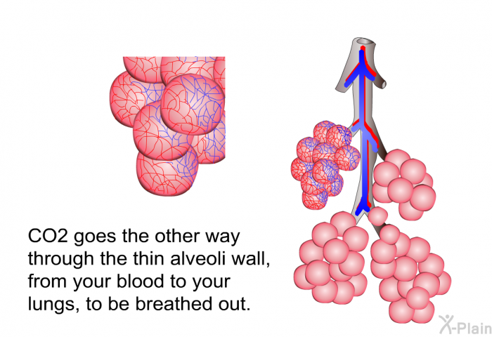 CO<SUB>2</SUB> goes the other way through the thin alveoli wall, from your blood to your lungs, to be breathed out.