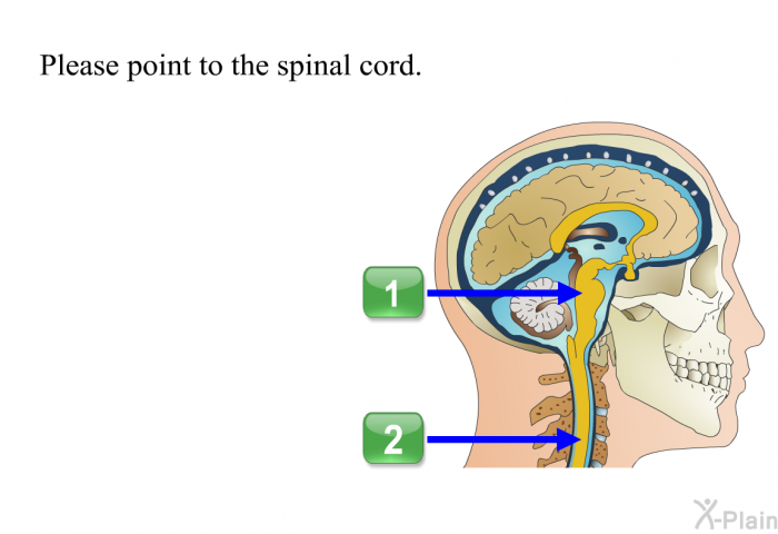 Please point to the spinal cord. Choose one of the following options.